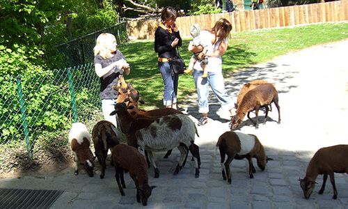 Tierkamera-bild